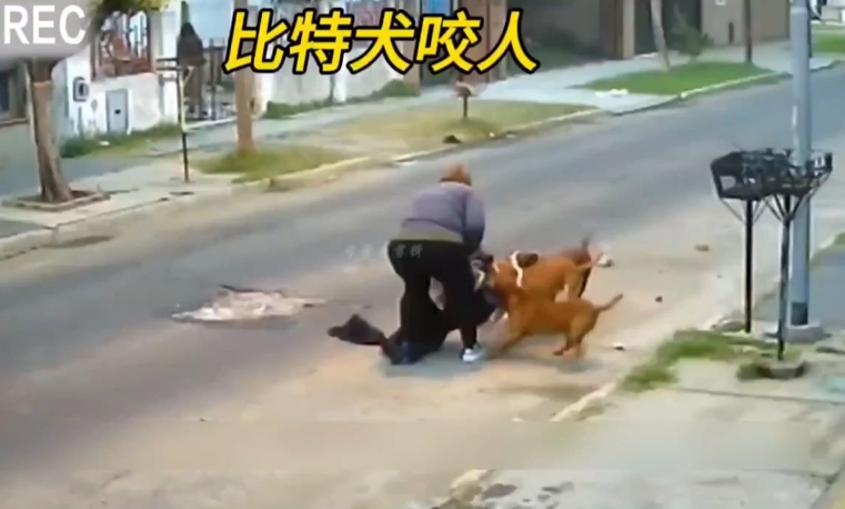 中國去年發生多起狗咬人事件。   圖 : 翻攝自西瓜視頻