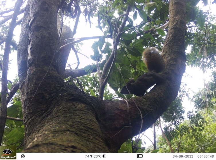 圖為「赤腹松鼠」影像。   圖：取自太魯閣國家公園管理處網站