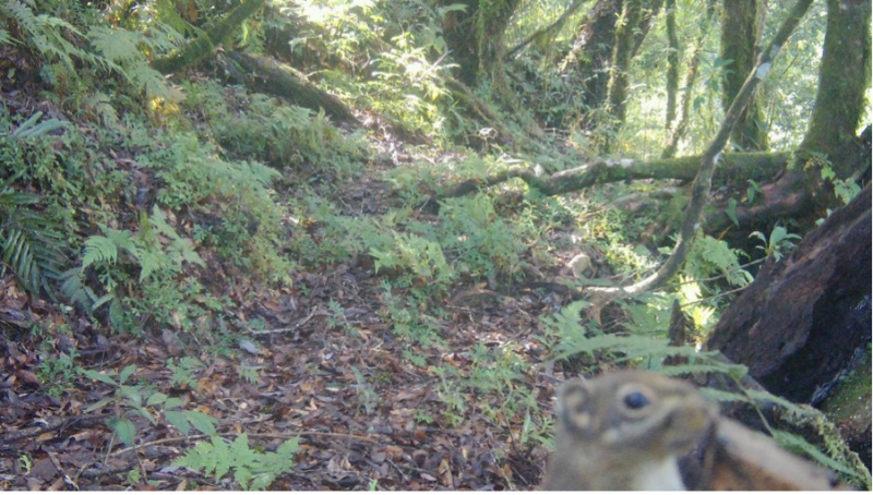圖為「條紋松鼠」影像。   圖：取自太魯閣國家公園管理處網站