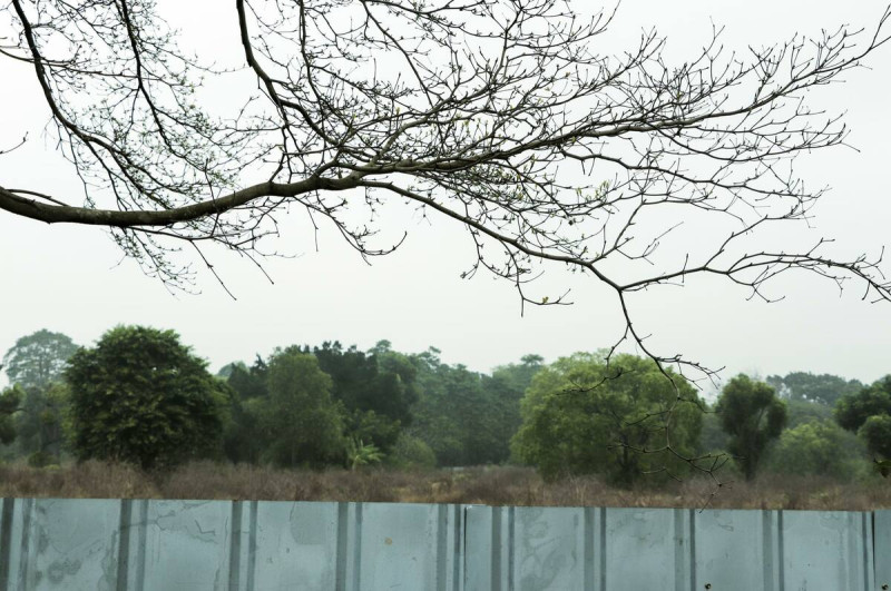 彰化溪州台糖土地裡的百年老樹群，近日被發現遭到圍籬圍住，生死未卜。   圖：翻攝自吳音寧臉書