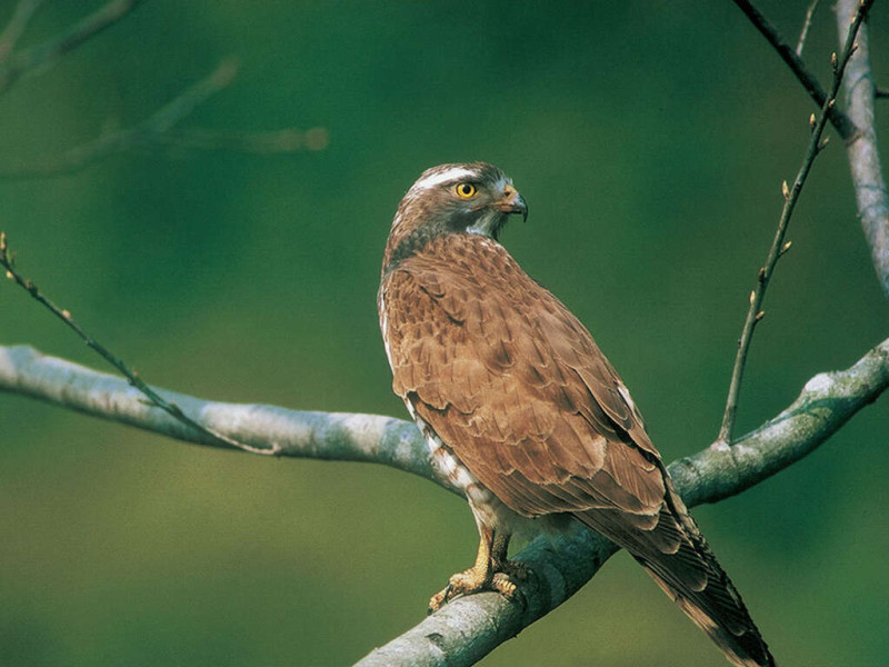 每年春季候鳥灰面鵟鷹就會過境彰化八卦山脈。   圖：取自參山國家風景區管理處