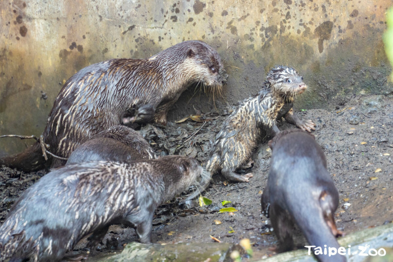 大家一起挖洞，寶寶一臉茫然。   圖：翻攝自台北市立動物園官網