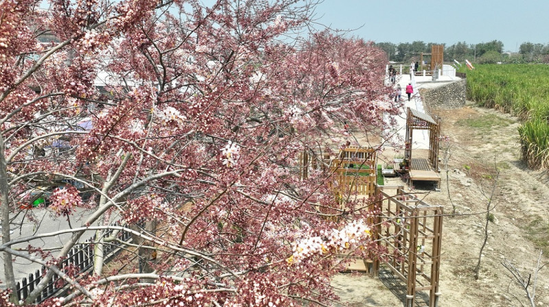 花旗木原產於泰國、越南、緬甸、印度一帶，也被稱為泰國櫻花樹和桃紅陣雨樹，每年的3到4月間開花。   圖：取自台南市政府官網