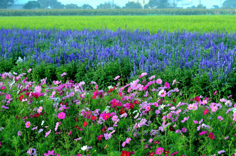 蜀葵花田中搭配鼠尾草和波斯菊花種，呈現萬紫千紅景觀。   圖：取自台南市政府官網