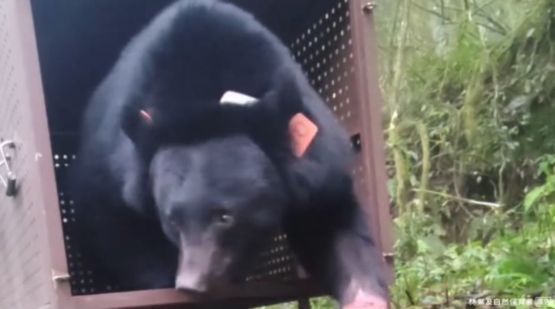 台東紅石部落救援誤中套索的台灣黑熊，並在14日將牠野放，回歸山林。   圖：翻攝自林業及自然保育署臉書