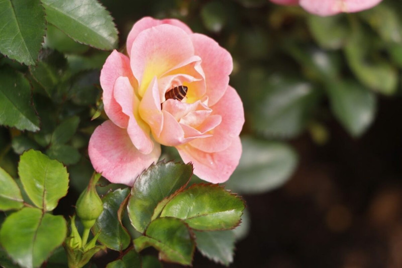 每年3月是台北玫瑰園玫瑰盛放的時節，從現在開始到3月31日，可至花博公園新生園區賞玫瑰。   圖：取自台北市政府工務局公園路燈工程管理處官網