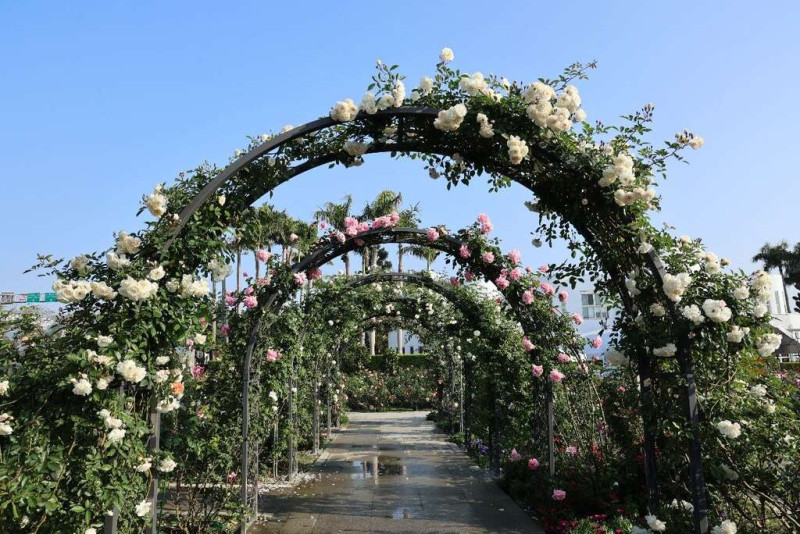 台北玫瑰園位於花博新生公園，是北台灣難得的玫瑰種植地。   圖：取自台北市政府觀光傳播局官網