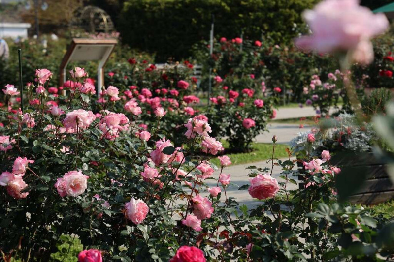 區內有超過800個品種、5,000株以上的玫瑰散布在5大展區內。   圖：取自台北市政府觀光傳播局官網