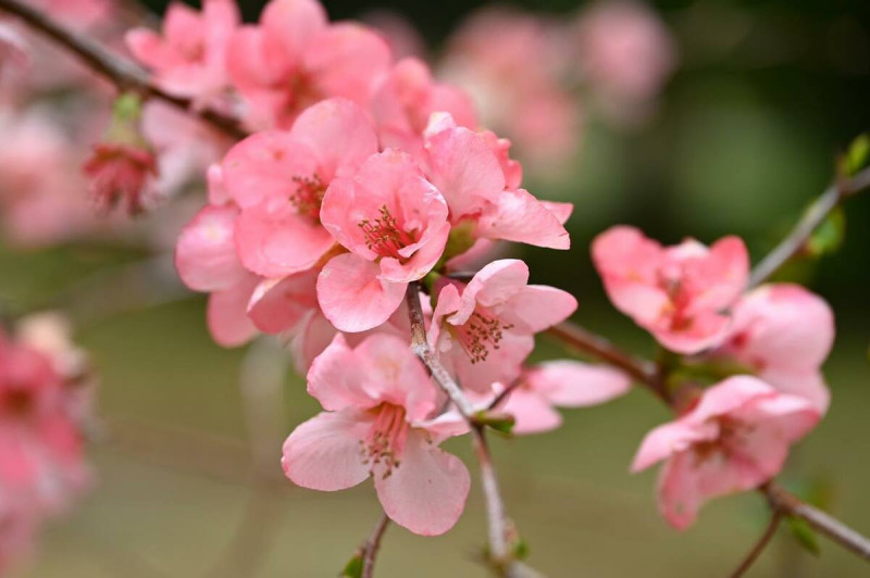 隨著武陵農場的櫻花季即將進入尾聲，隨著春暖花開，園區內的海棠花已悄悄登場。   圖：翻攝自武陵農場Wuling Farm粉絲專頁