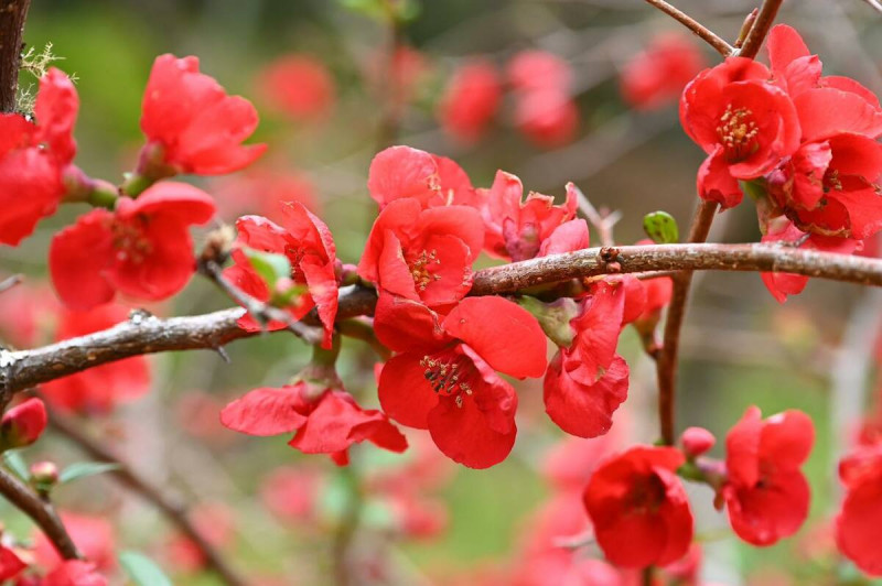 海棠花色豔麗，有緋紅、桃紅、淡粉及白色，是農場的特色花卉之一。   圖：翻攝自武陵農場Wuling Farm粉絲專頁