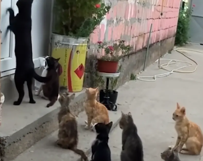 中國發生民眾好心餵養流浪貓遭判賠24萬人民幣的事件。（示意照片）   圖：取自微博