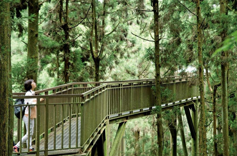 溪頭自然教育園區最著名的設施是架高的森林天空步道，走在上方不儘可以飽覽大片樹冠層，更能穿梭叢林中，呼吸新鮮空氣。   圖：取自交通部觀光署–觀光資訊網站