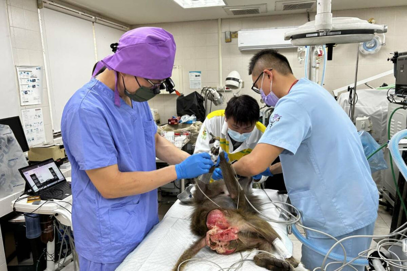 高雄中興梅西動物醫院與壽山動物園獸醫師協力為狒狒牙齒進行根管治療。   圖：高雄市觀光局/提供