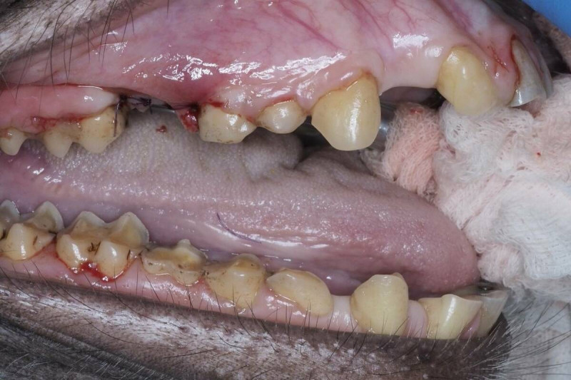 將狒狒感染嚴重的臼齒拔除並以皮瓣縫合方式進行治療。   圖：高雄市觀光局/提供