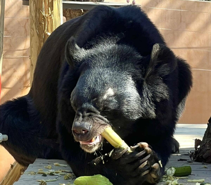 裝上牙套後的黑熊波比大口享用美食。   圖：高雄市觀光局/提供