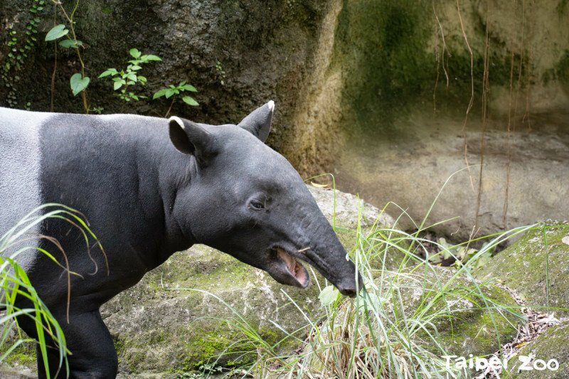 昨(20)日馬來貘「貘豆」遠赴日本。   圖：台北市立動物園／提供