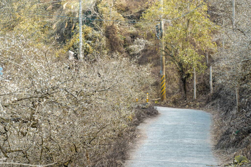 梅嶺風景區多樣的自然景觀及指標明確的步道，成為遊客登山健行的首選。   圖：取自台南市政府觀光旅遊局官網