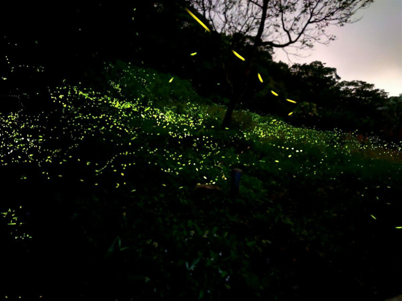 北市的螢火蟲季即將於4月登場。   圖：翻攝自台北市立公園處官網