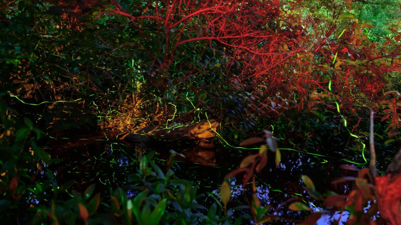 大安森林公園螢火蟲於夜間飛舞。   圖：翻攝自台北市立公園處官網