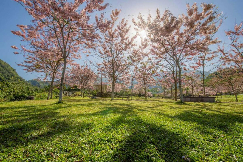 寶來花賞溫泉公園粉紅花旗木正值盛開。   圖：高雄市觀光局/提供