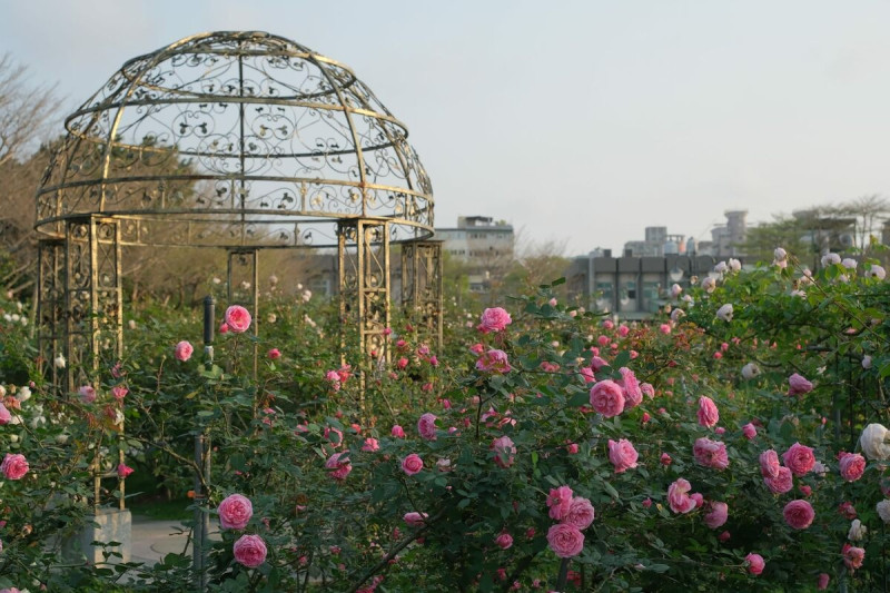台北玫瑰展於3月1日開展後，就吸引許多遊客前往，近日園區內的花卉也進入盛開階段。   圖：台北市政府工務局公園處／提供