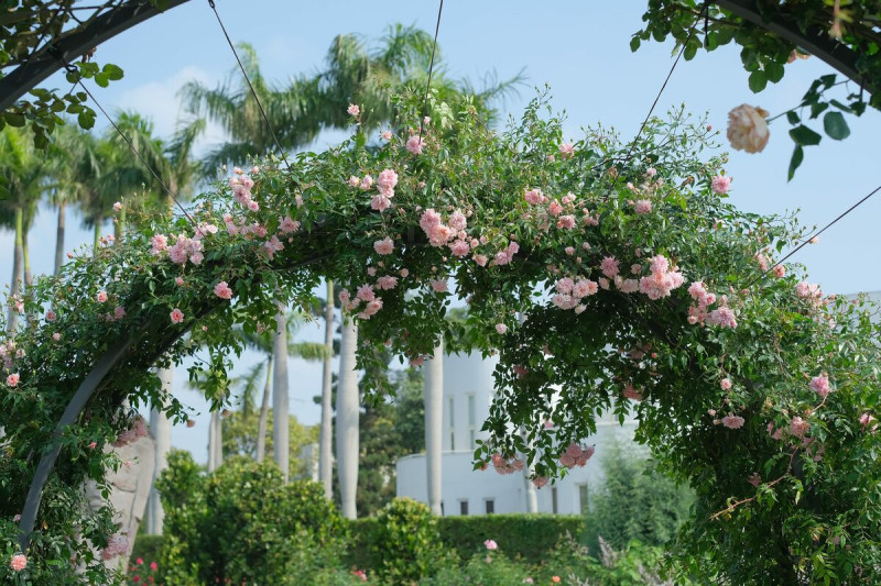 「梅爾的遺產」攀爬在拱門上，花瓣帶有溫和至強烈的蘋果香氣。.   圖：台北市政府工務局公園處／提供