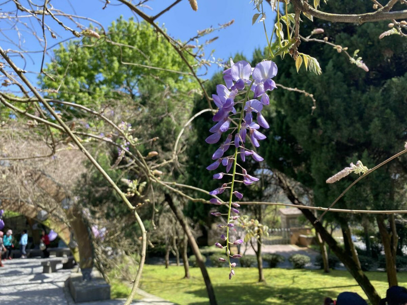 春天到了，北投湖山社區緊接著櫻花季節後，將迎來充滿優雅氣息的紫藤花。   圖：台北市政府工務局大地工程處／提供