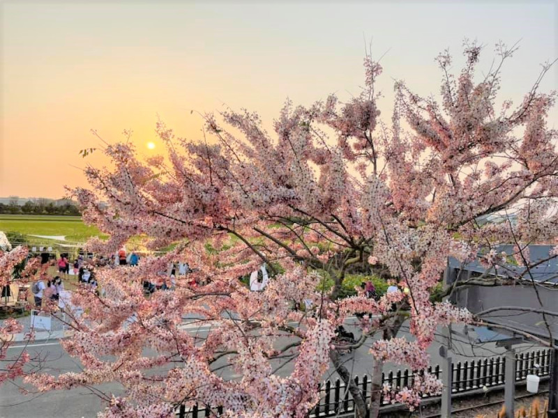 花旗木遠看彷彿粉嫩櫻花，因此有著平地櫻花、泰國櫻花、桃紅陣雨樹等別名，厚實的花朵不容易被風吹落。   圖：台南市政府觀光旅遊局／提供