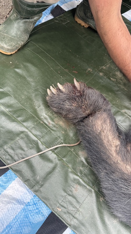 該台灣黑熊經確認是去年11月野放的「達古阿里」，左後腳誤觸套索陷阱，呈中度腫脹。   圖：林業及自然保育署花蓮分署／提供