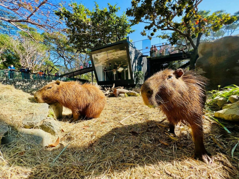 壽山動物園也響應今年高雄兒童節系列活動。   圖：高雄市政府/提供
