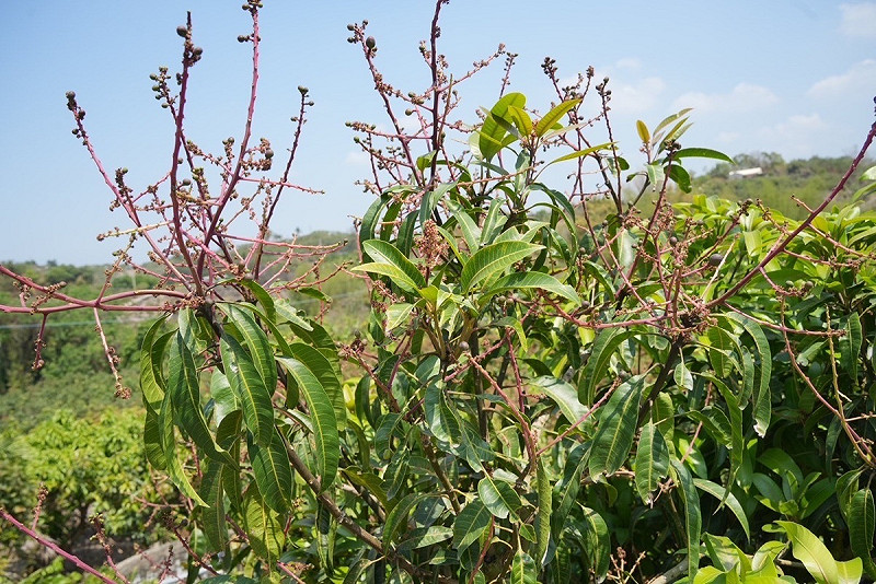 今年南部芒果產期遇焚風、溫差大，許多農民反映開花慢、結實率差。   圖：郭國文服務處提供