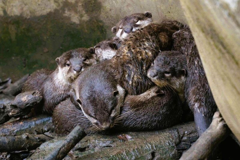 春天是許多動物育幼的時節，小爪水獺寶寶們玩累了正與媽媽在春日里補眠。   圖：取自台北市政府官網