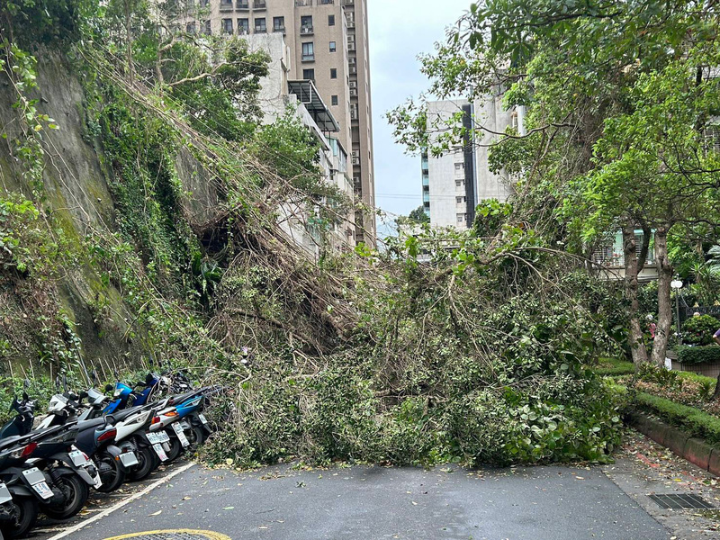 台北市31日有明顯強降雨和強陣風，內湖區成功路下午發生路樹倒塌意外，造成路過的68歲王姓男子手部受傷，已協助送醫救護。   圖：中央社