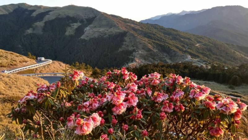 每年4月至6 月，是合歡山迎來杜鵑花季的時節，合歡山擁有台灣高海拔特有種杜鵑。   圖：翻攝自公路局公路人臉書