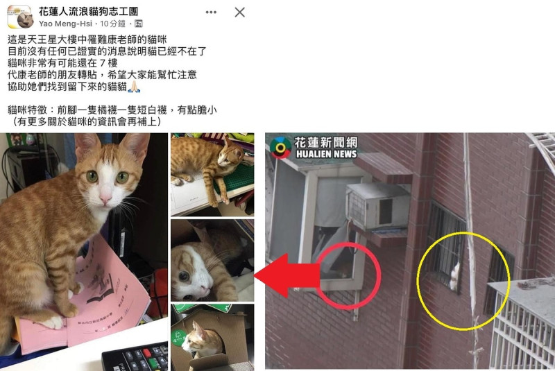 天王星大樓罹難者康老師的愛貓（左圖），在康老師頭七這一天板發現在窗台探頭（右圖紅圈處），當時人員正在救援另一隻橘貓（黃圈處）。   圖：翻攝自臉書／新頭殼合成
