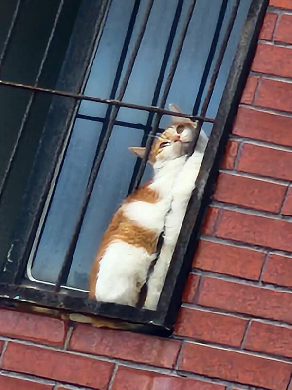 花蓮天王星大樓拆除工作暫停，因為發現1隻橘貓卡在7樓窗台，經過消防局與動保處合力，這隻「橘子」幸運獲救。   圖：翻攝自花蓮縣消防局臉書
