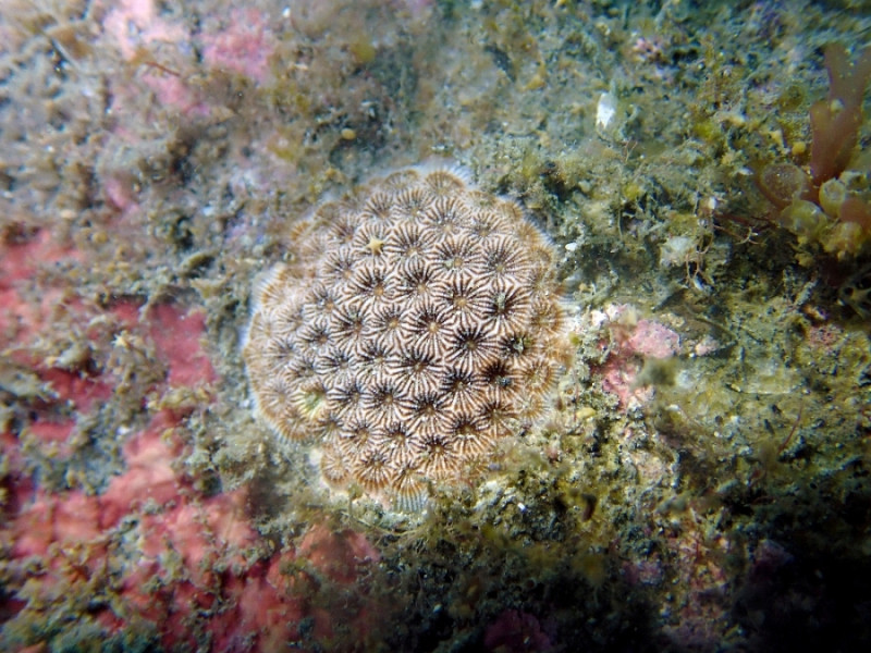 基翬海域是台灣特有種一級保育類「福爾摩沙偽絲珊瑚」的棲地。   圖：地球公民基金會提供/黃靖雲攝