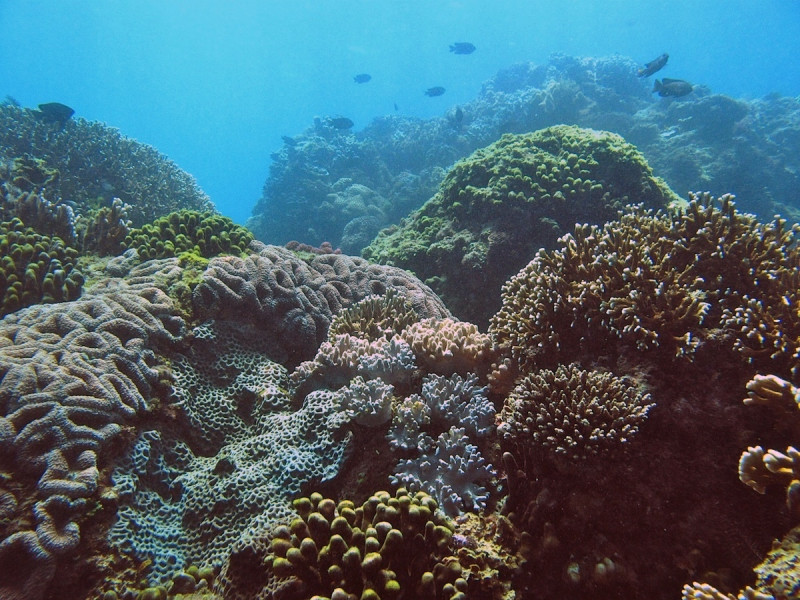寶盛水族生態遊樂區緊臨基翬海域，可能直接衝擊這塊海域的珊瑚礁生態。   圖：地球公民基金會提供/郭兆揚攝