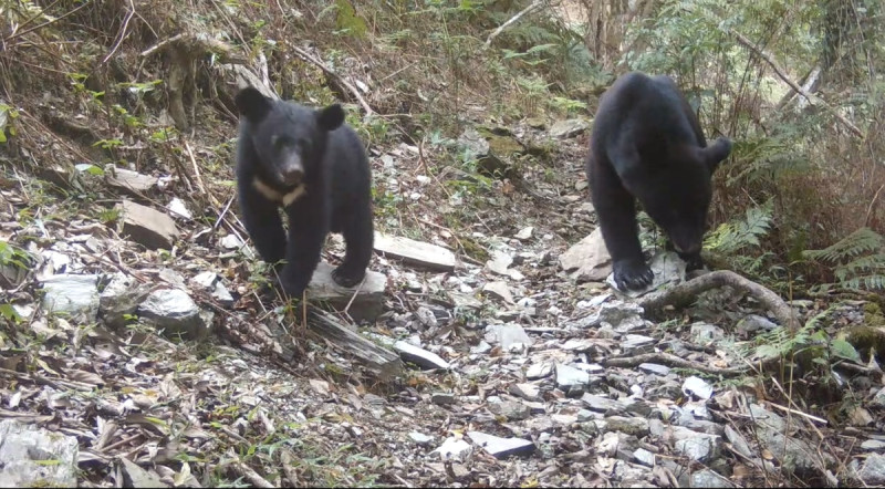 紅外線自動相機拍攝到母熊帶著小熊。   圖：林業署花蓮分署／提供