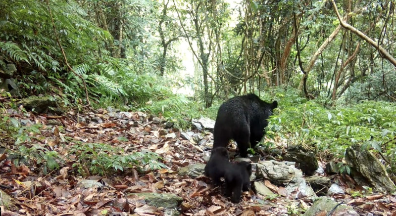 110至112年間，花蓮卓溪地區透過自動相機共拍攝到79隻台灣黑熊。   圖：林業署花蓮分署／提供