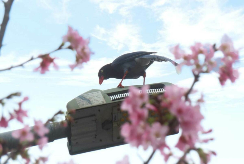 藍鵲在富士櫻花間回眸。   圖：台北市政府工務局公園路燈工程管理處／提供