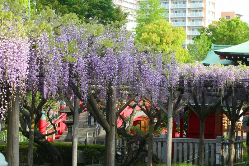 號稱「東京第一賞藤勝地」的龜戶天神社，每年紫藤花盛開時，都吸引大批遊客前來朝聖。   圖：©KAMEIDO TENJINJYA／提供