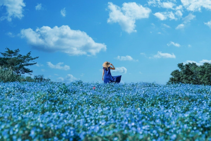 4月下旬至5月中旬是粉蝶花的最佳觀賞期，藍色的花海和天空形成一幅大自然最美麗的景緻。   圖：©Ken Narahashi／提供