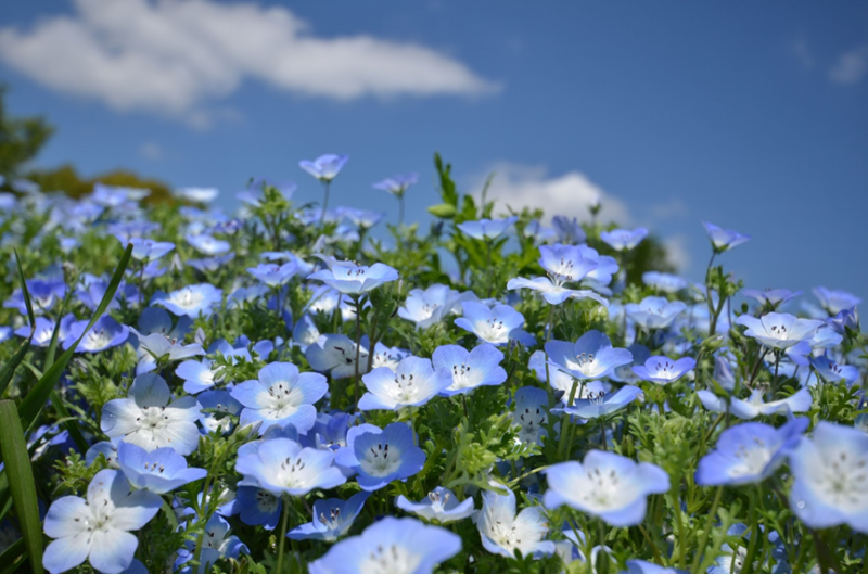 昭和紀念公園的粉蝶花開得像天空一樣清新湛藍。   圖：©昭和紀念公園／提供
