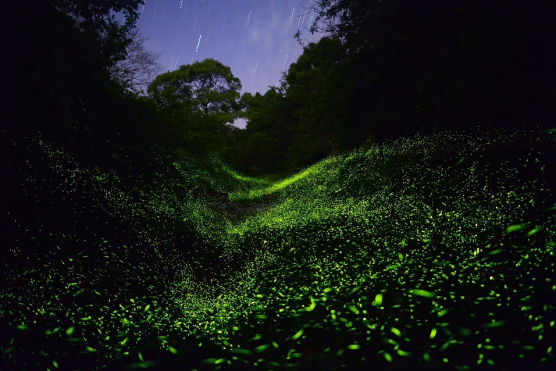東勢林場4月份園區內螢火蟲數量大爆發，目前林場內螢火蟲數量已達上千隻。   圖：交通部觀光署／提供