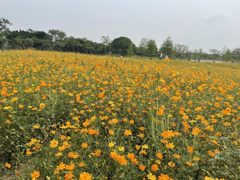 后里環保公園種的波斯菊目前正值開花季節。   圖：台中市政府建設局／提供