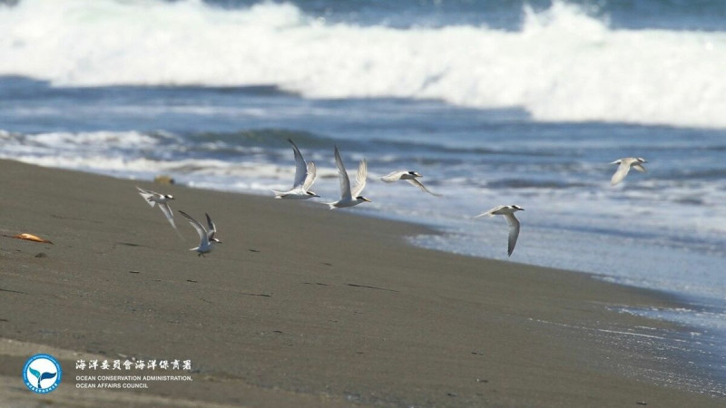 每年4月至7月春夏交替之際，是保育類動物燕鷗到訪台灣尋找適合生育後代地點的高峰期。   圖：海洋保育署／提供