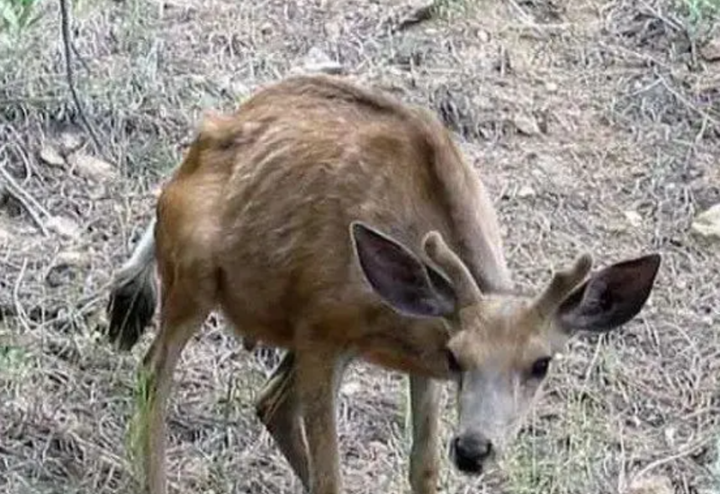 2 名美國獵人在食用了受「僵屍鹿」病毒污染的鹿肉後死亡。(示意圖)   圖：翻攝自路汀醫藥研究