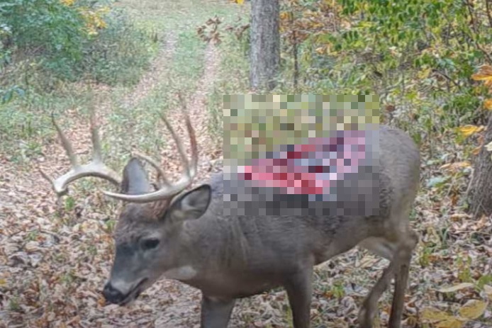 美國伊利州被發現的一隻「喪屍鹿」，受傷深可見骨，卻依然能行走。   圖 : 翻攝自 whiskeyriff.com