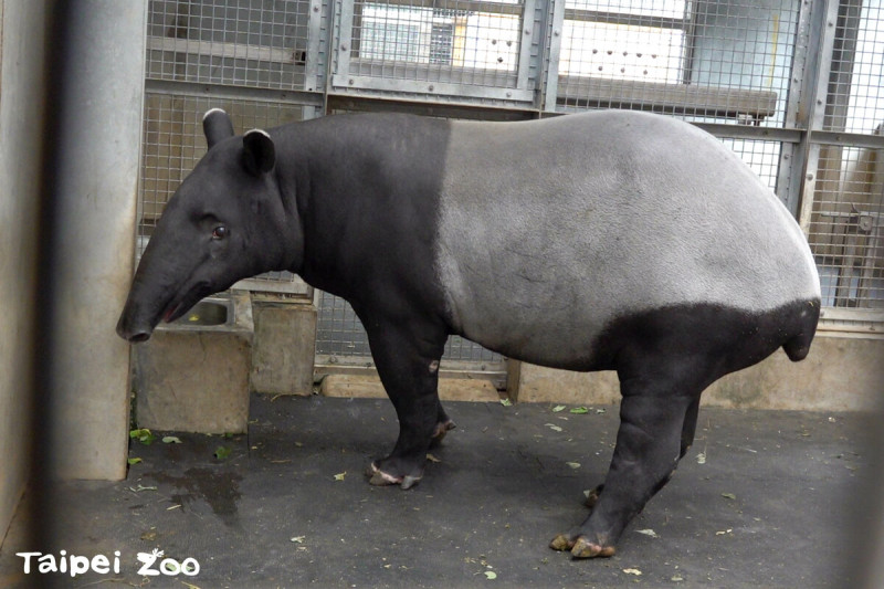 園內第一隻成功繁殖的馬來貘「貘莉」。   圖：台北市立動物園／提供